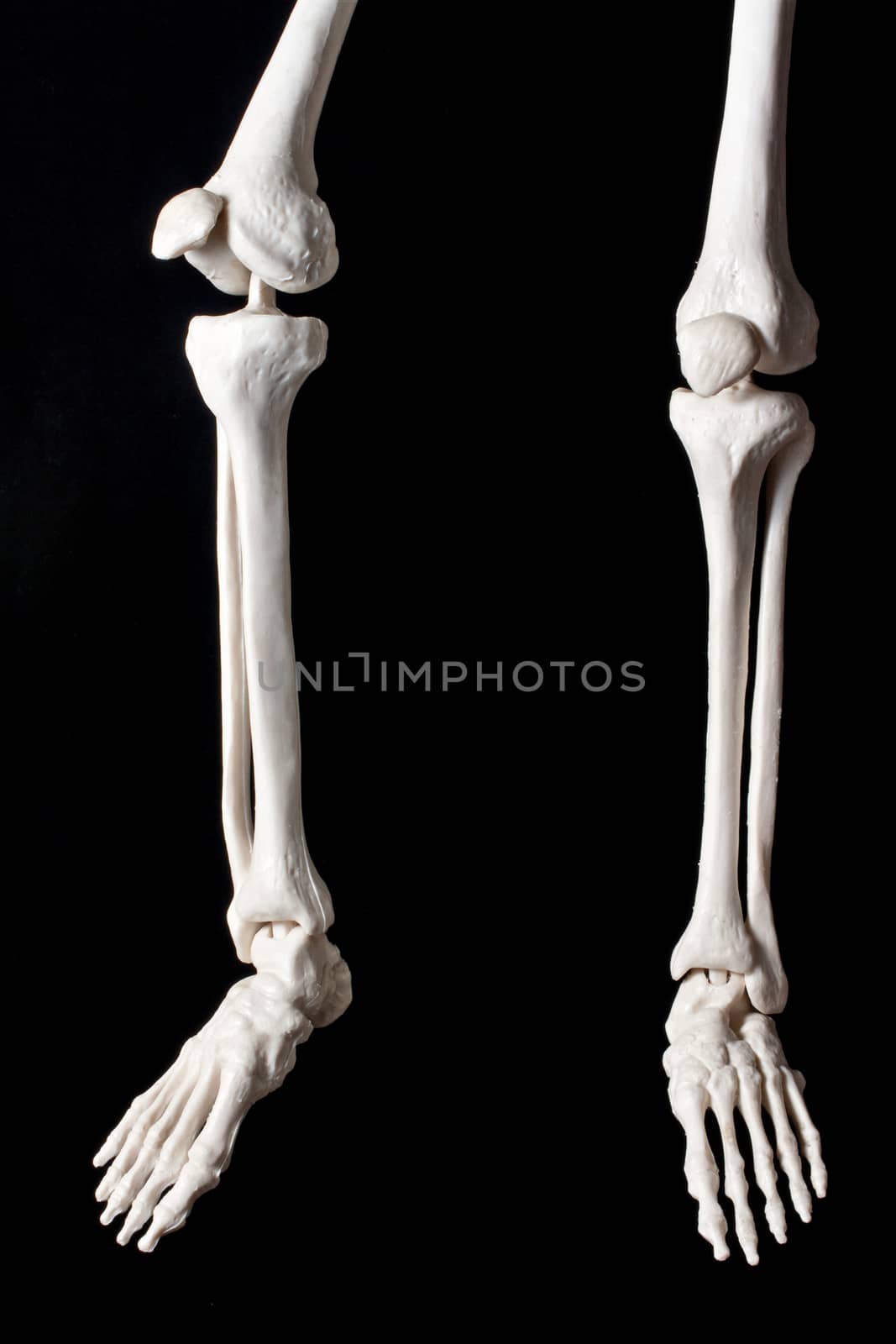 model human skeleton on a black background