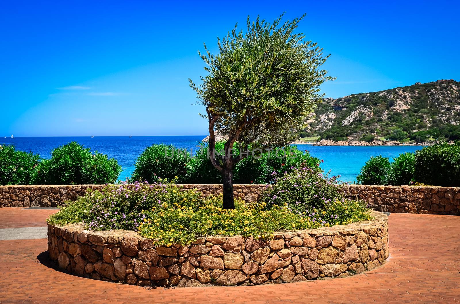 Olive tree in beautiful garden at ocean coast, Sardinia, Italy