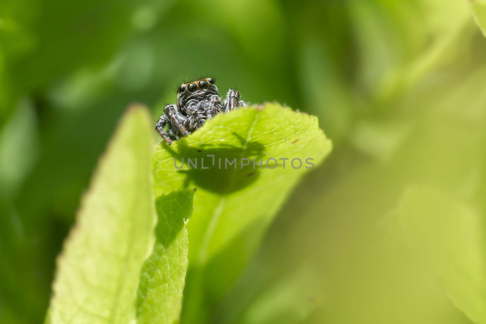 The Zebra Spider,Salticus scenicus