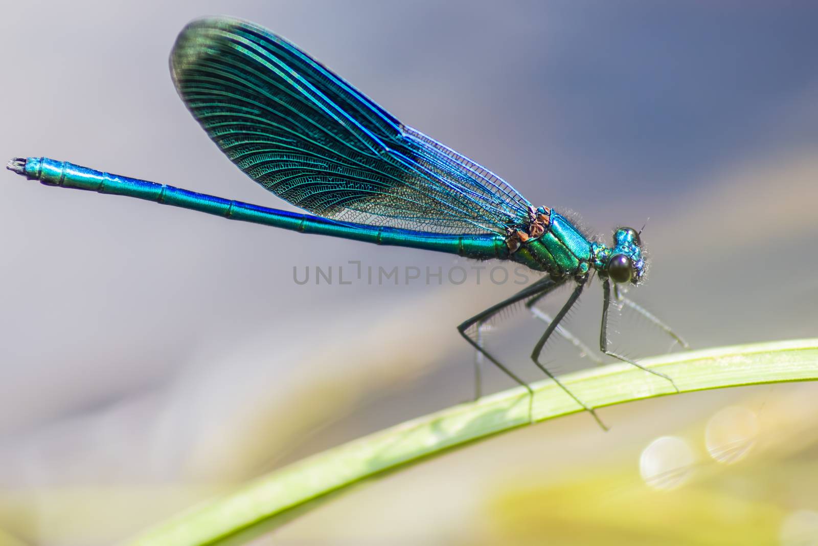 The Banded Demoiselle (Calopteryx splendens)