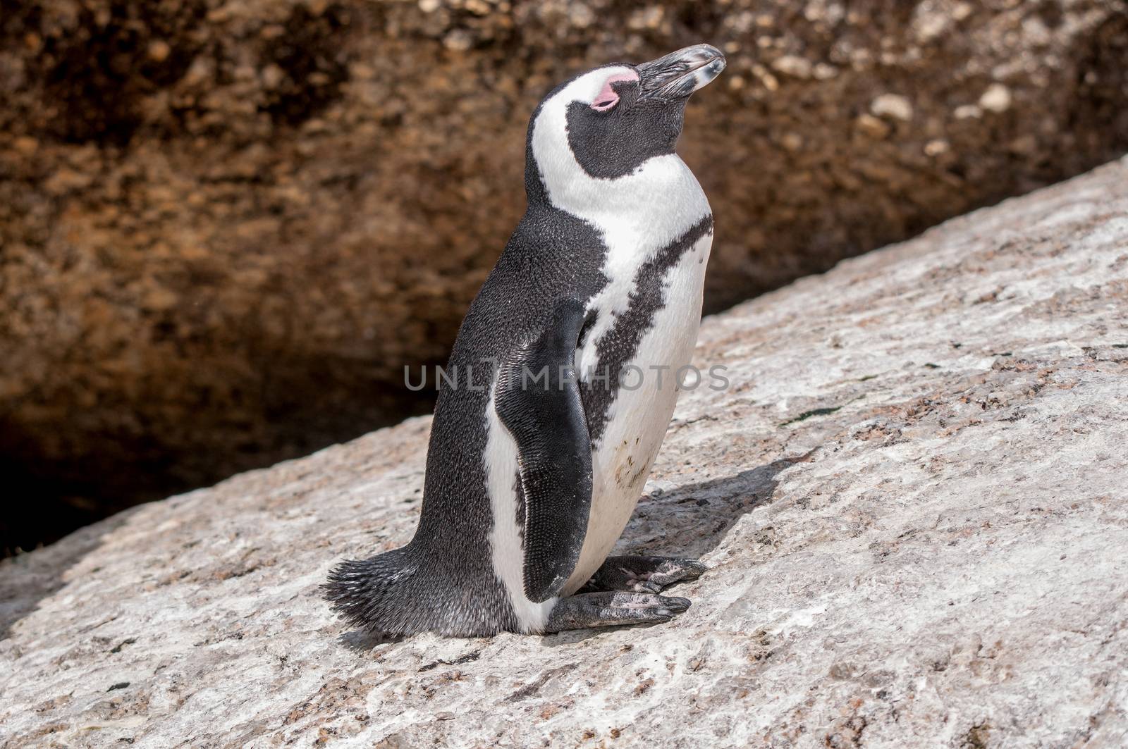 African penguin (Spheniscus demersus), also known as the jackass penguin or black-footed penguin at the Boulders section of the Table Mountain National Park at Simonstown in Cape Town, South Africa
