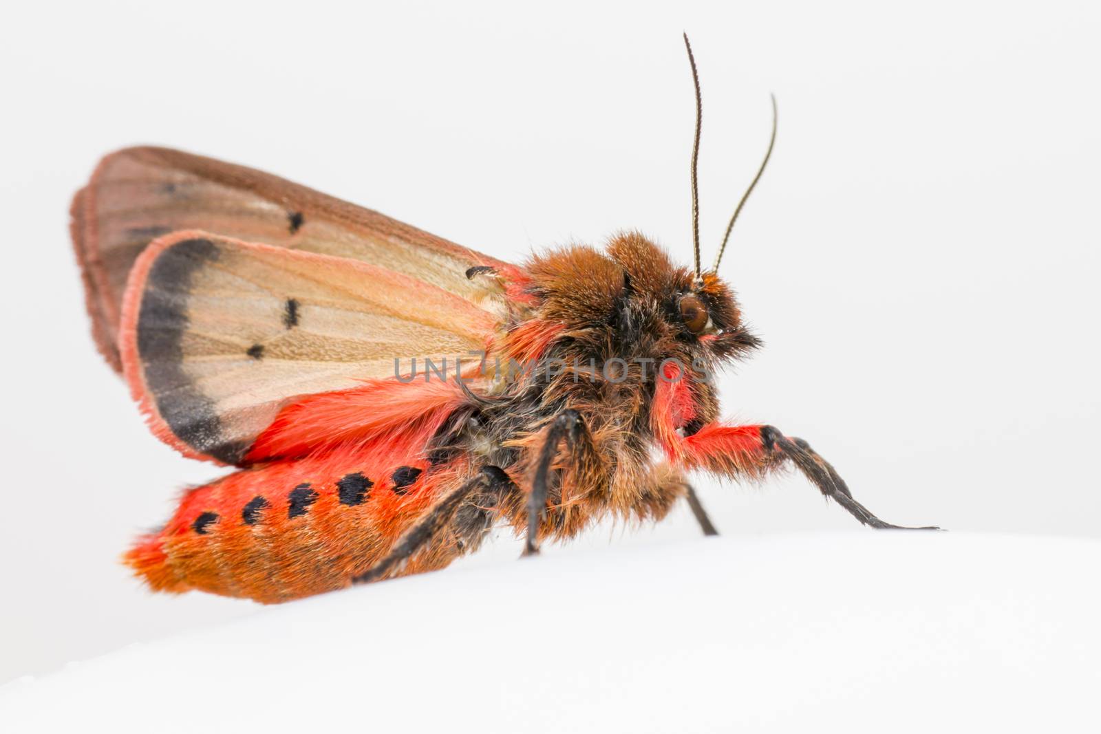 The Ruby Tiger (Phragmatobia fuliginosa)