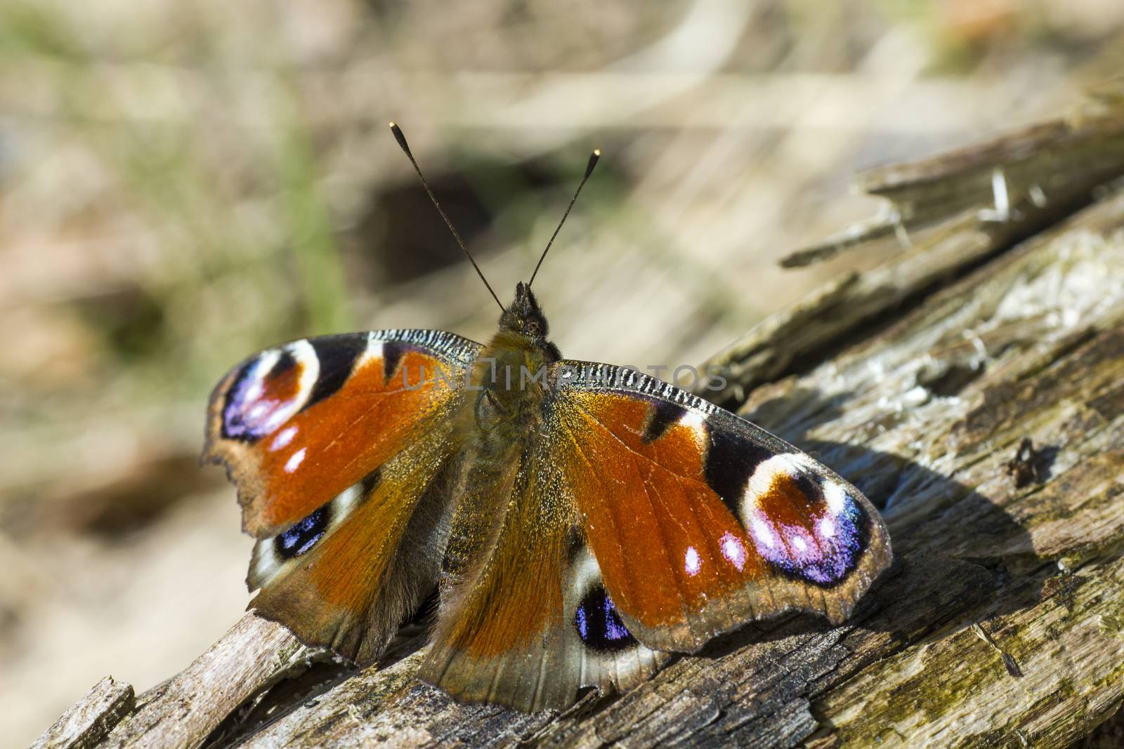 The European Peacock (Inachis io)