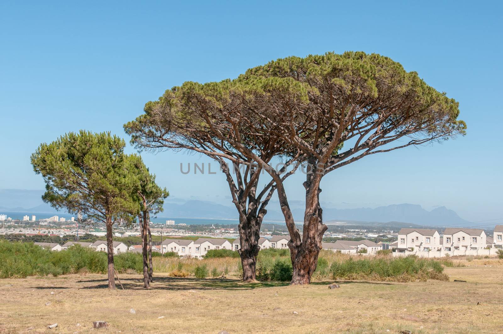 Pine trees with Somerset West, the Strand, the sea and Table Mountain in Cape Town in the background
