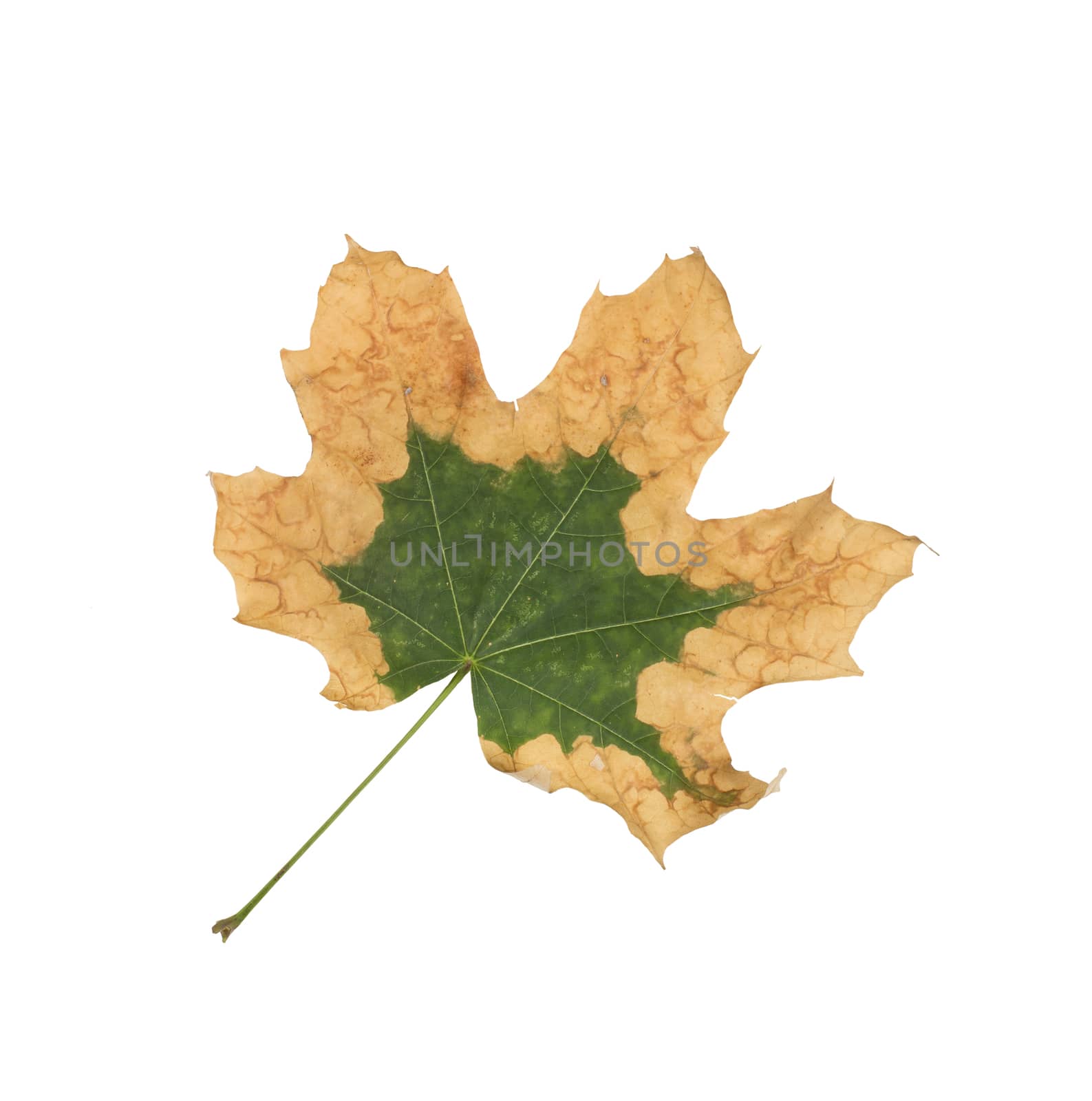 maple leaf by ozaiachin