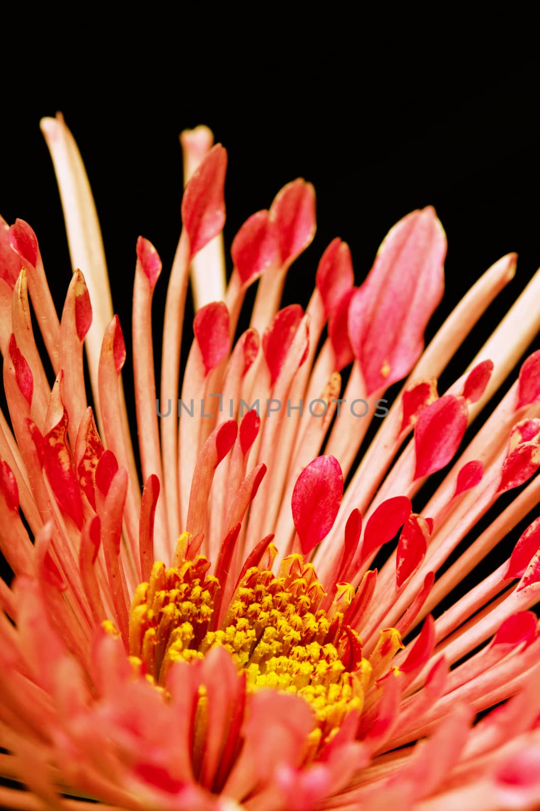 red flower on a black background by ozaiachin