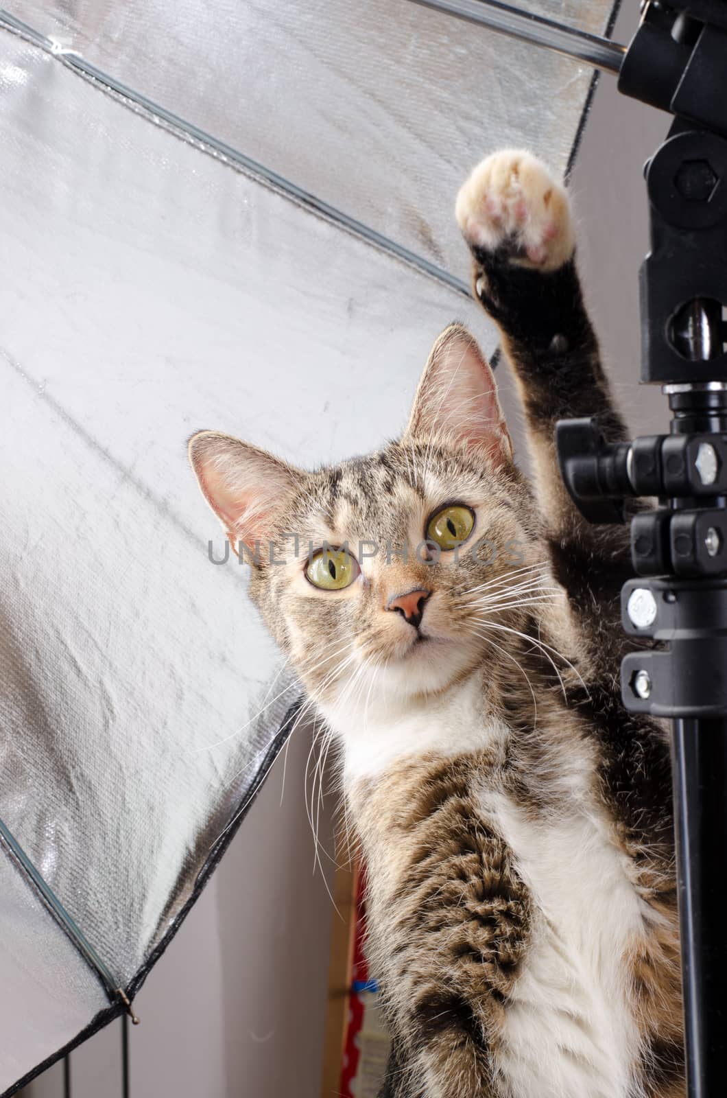 curious cat in photo studio by sarkao