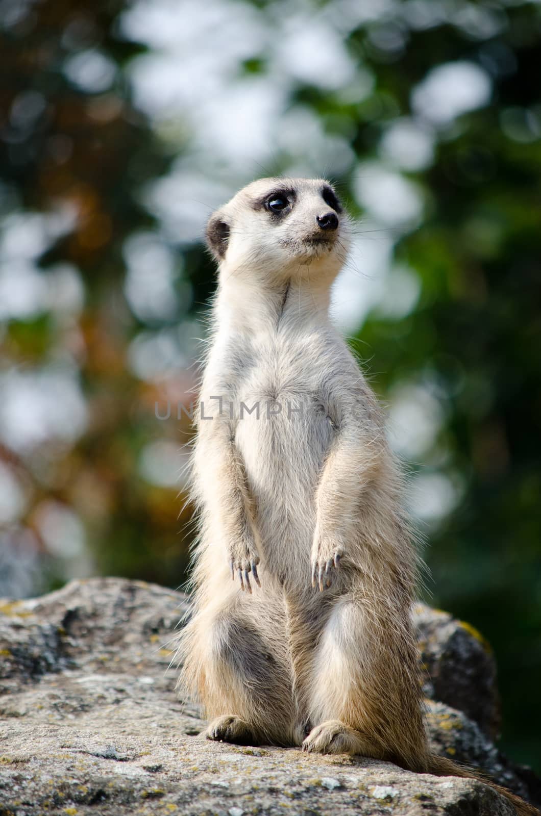 meerkat by sarkao