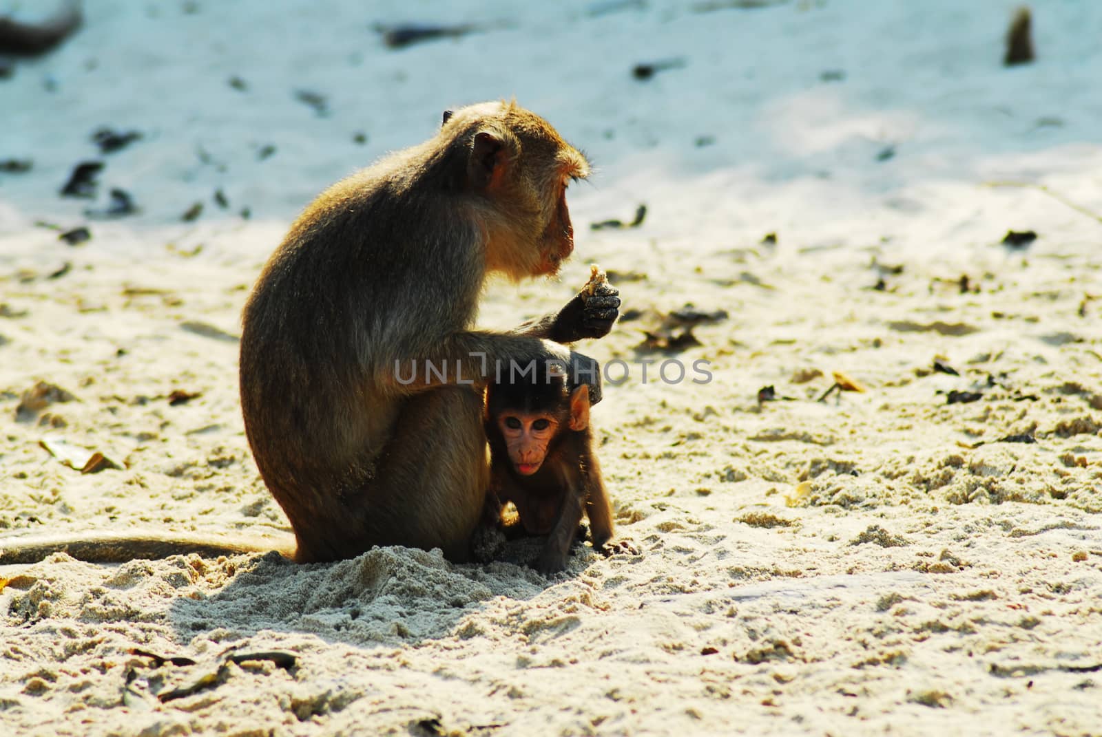 Mom and child Monkey on beach by prowpat