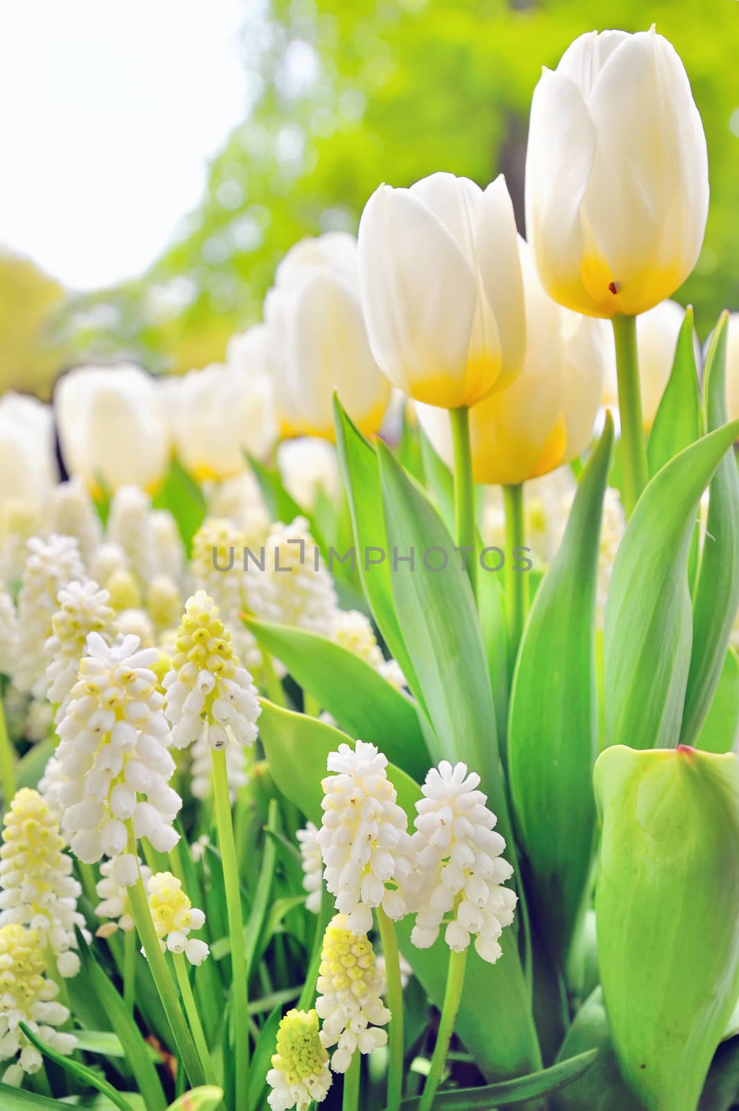 Muscari botryoides and tulips in spring time