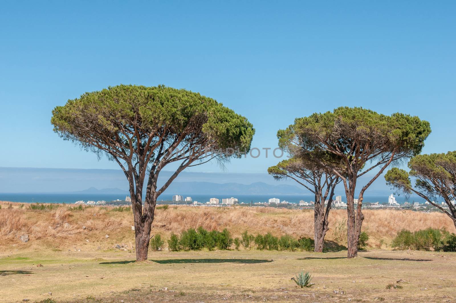 Pine trees with Somerset West, the Strand, the sea and Table Mountain in Cape Town in the background
