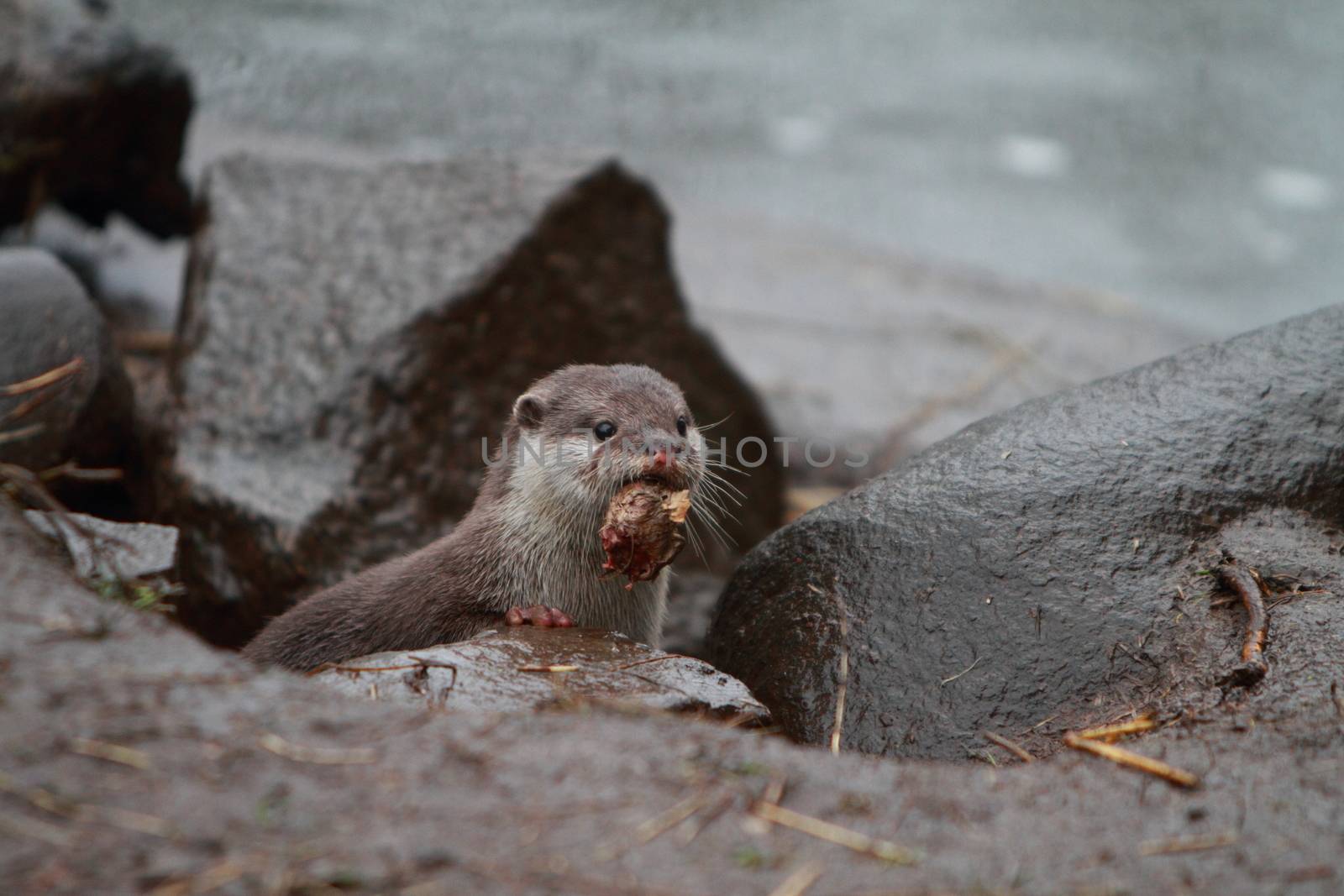 otter with prey