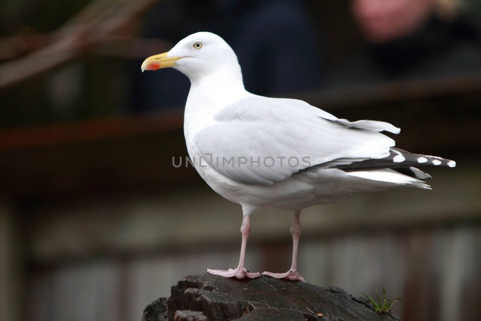 seagull by mitzy