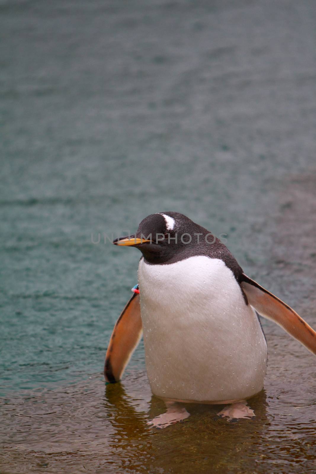 Gentoo penguin by mitzy