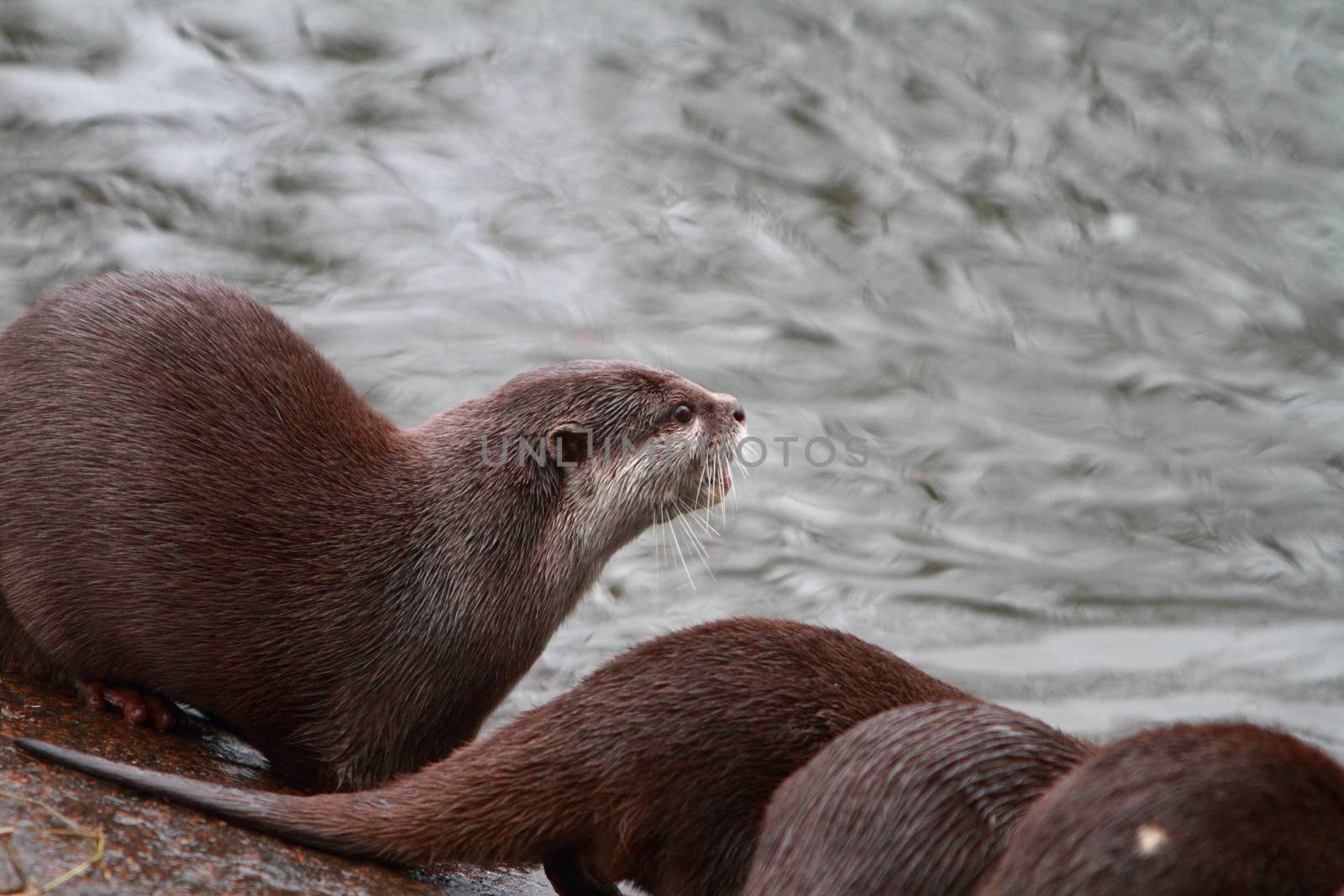 otter by mitzy