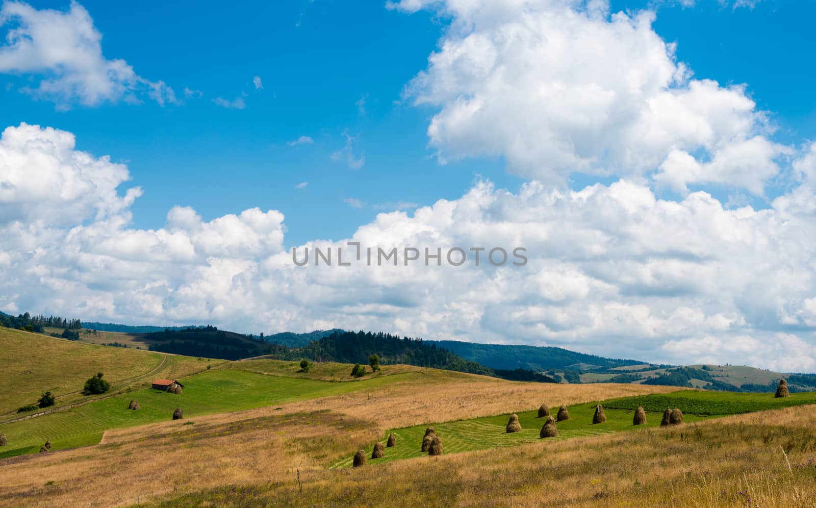 Landscape in the Ukrainian Carpathians by rootstocks
