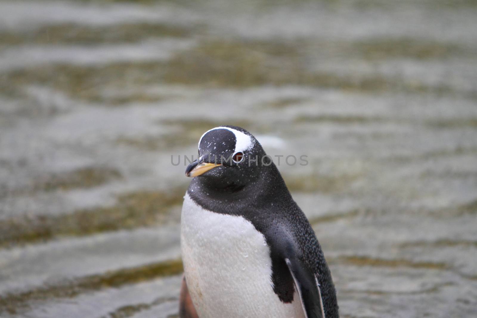 Gentoo penguin