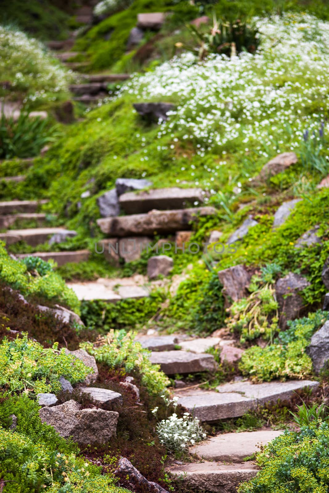 Stony stairs in the green blooming garden.