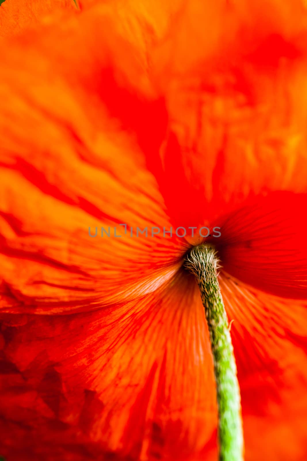 Closeup of the blooming red poppy flower.