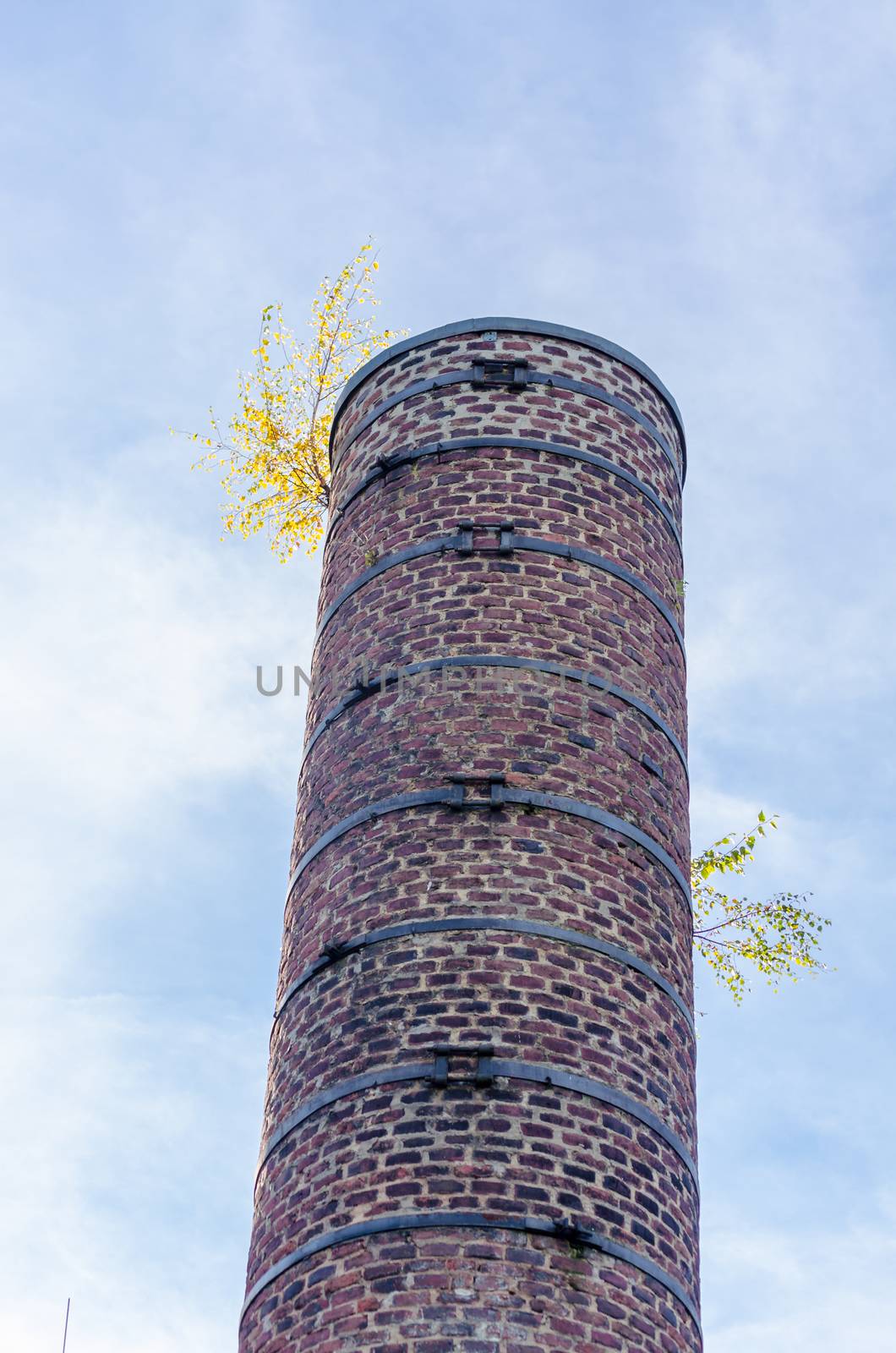 Chimney, chimney of an industrial plant. With tree plantings.