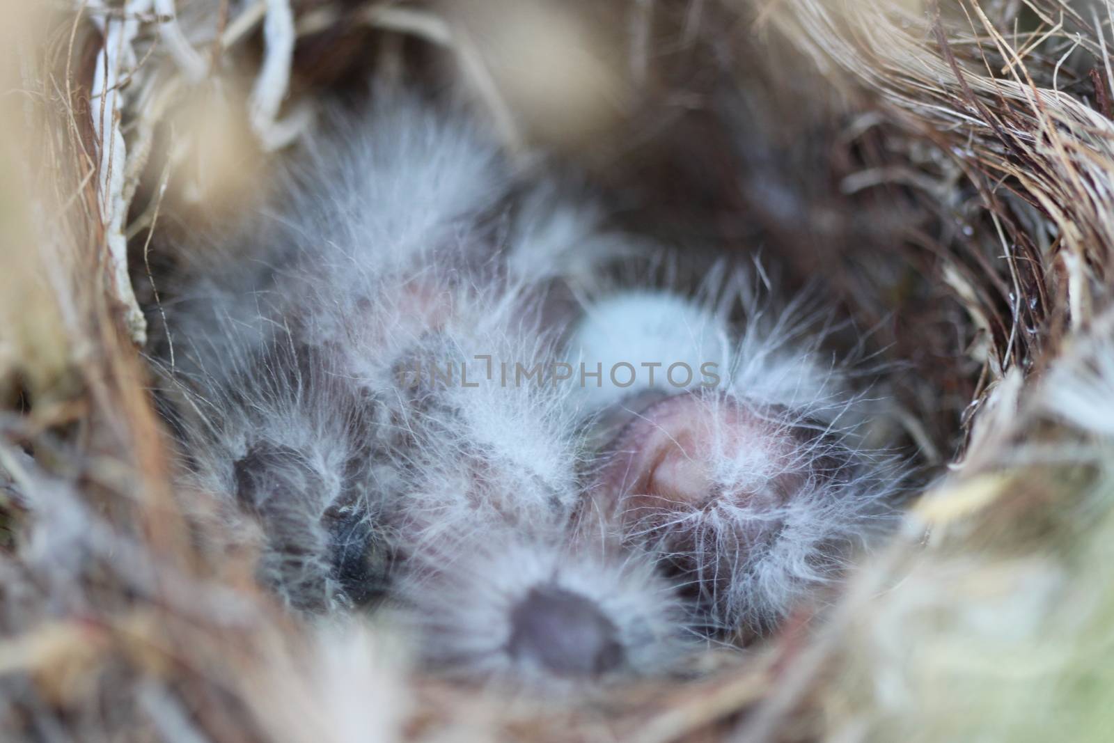 Closeup of sleeping baby birds in their nest.