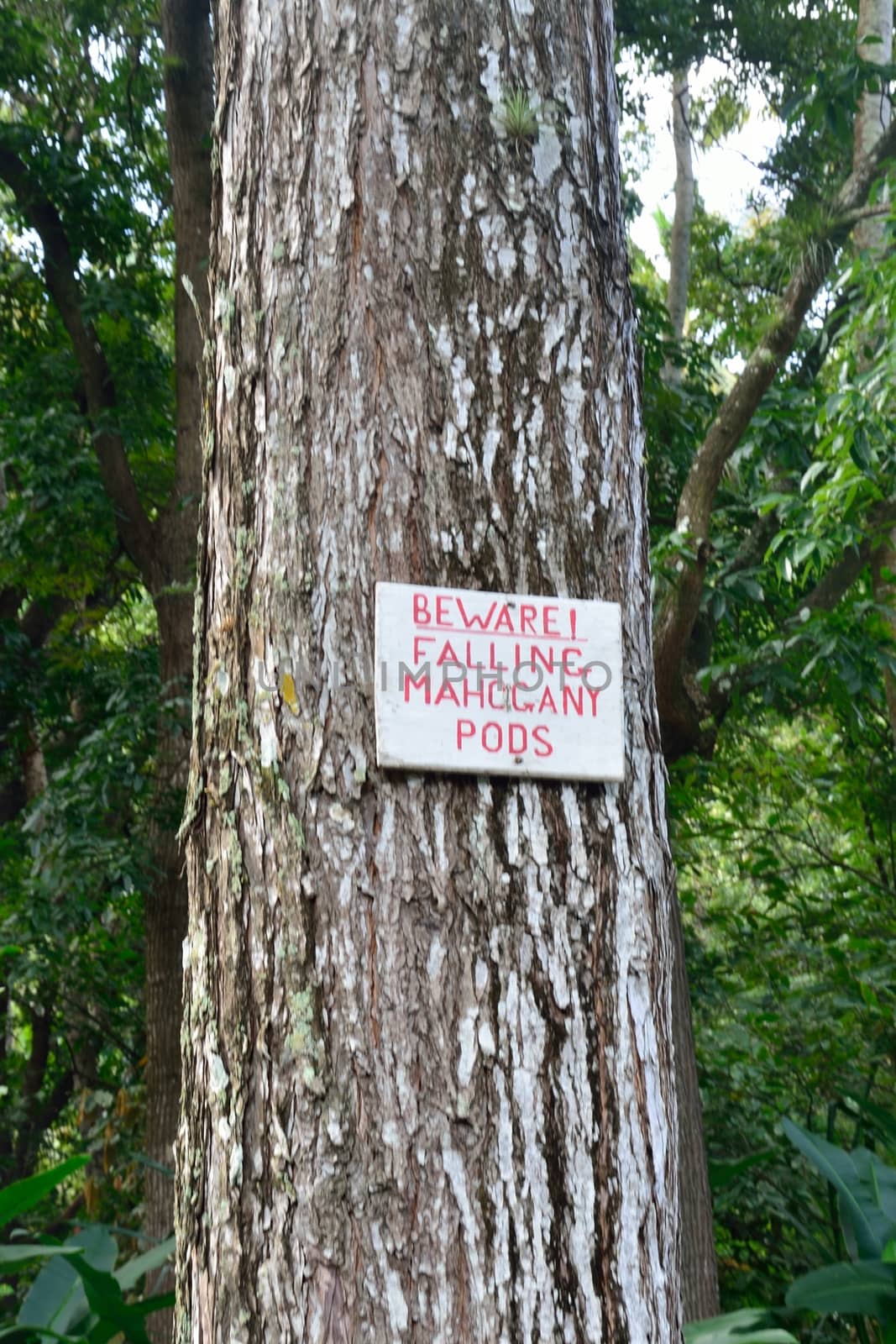 falling mahogany pod sign