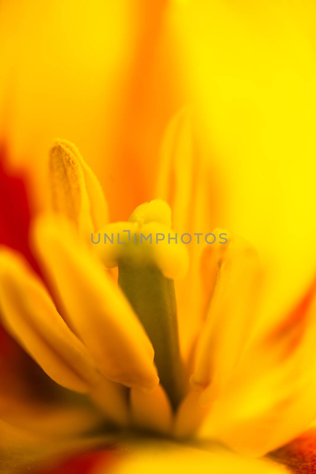 Closeup of the blooming yellow tulip flower