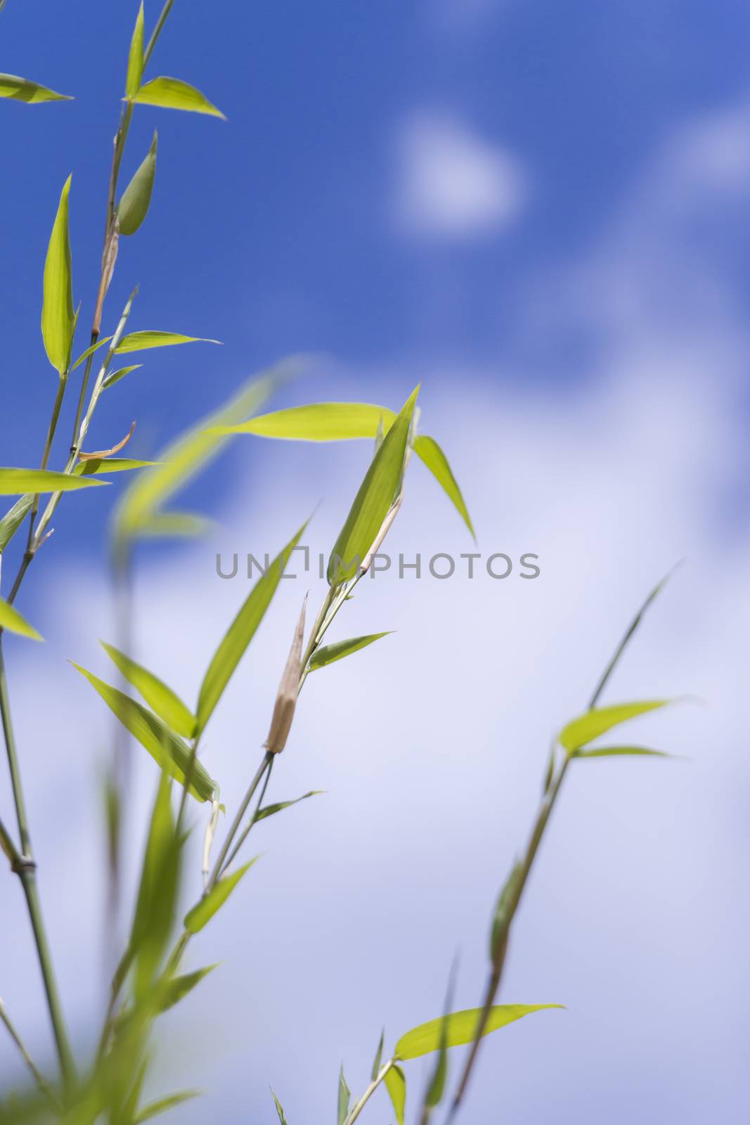 Close Up of Green Plant Against Cloudy Blue Sky by juniart