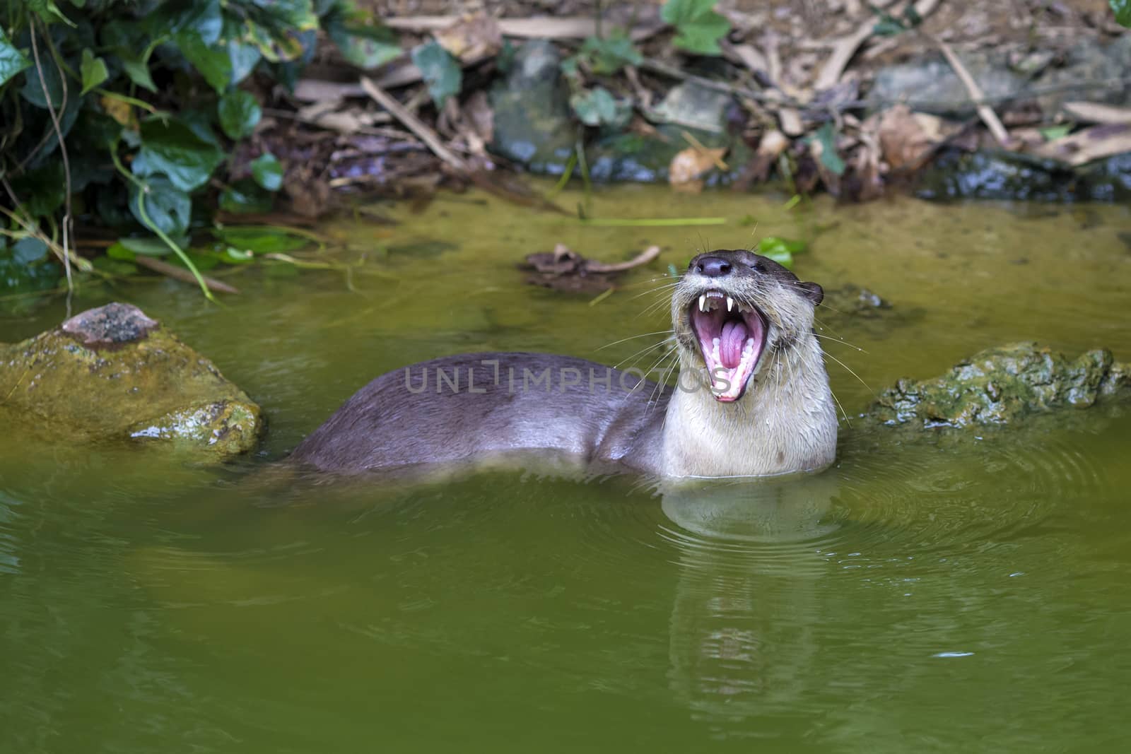 An oriental small-clawed otter / Aonyx cinerea / Asian small-clawed otter