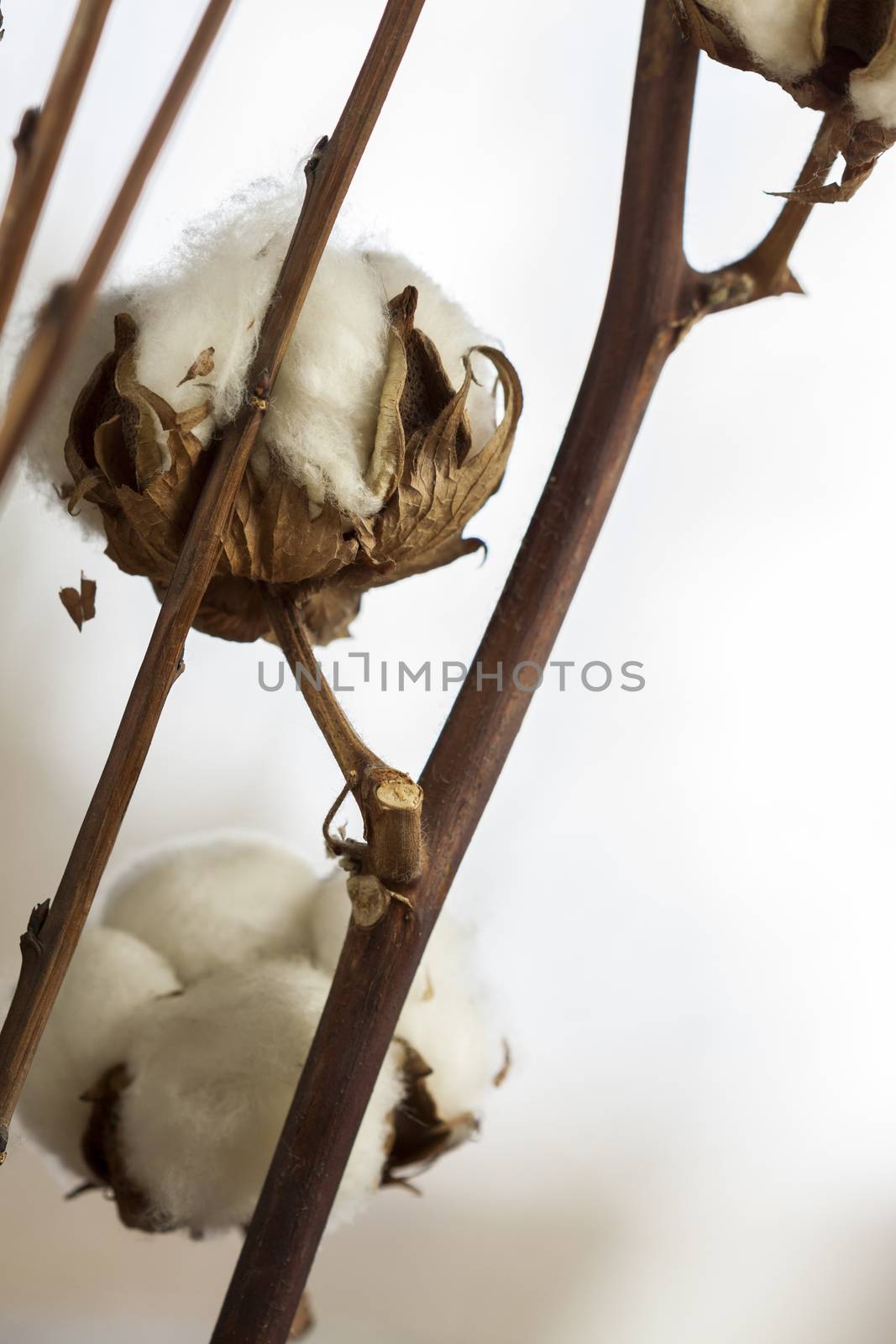 Fresh white cotton bolls on the plant ready for harvesting for their fluffy fibers forming a protective capsule around the oil rich seeds used to produce textiles