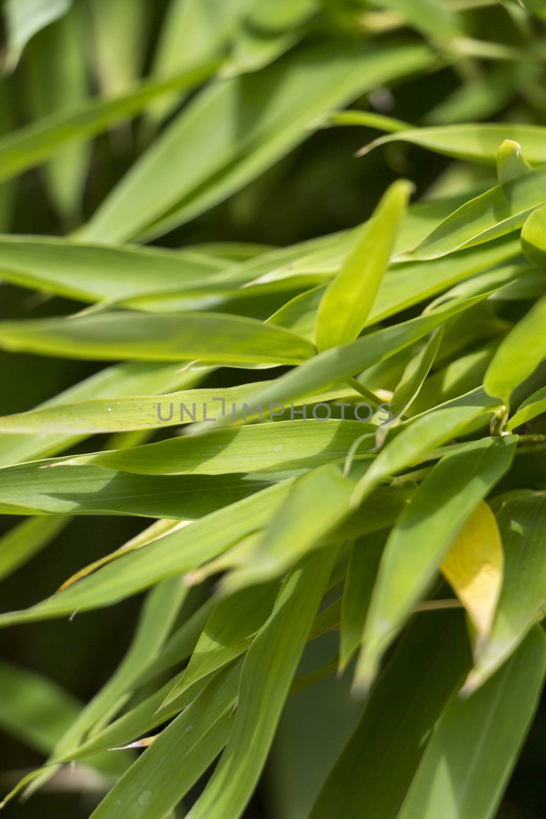 Close Up of Plant with Green Leaves Against Blue Sky with White Clouds