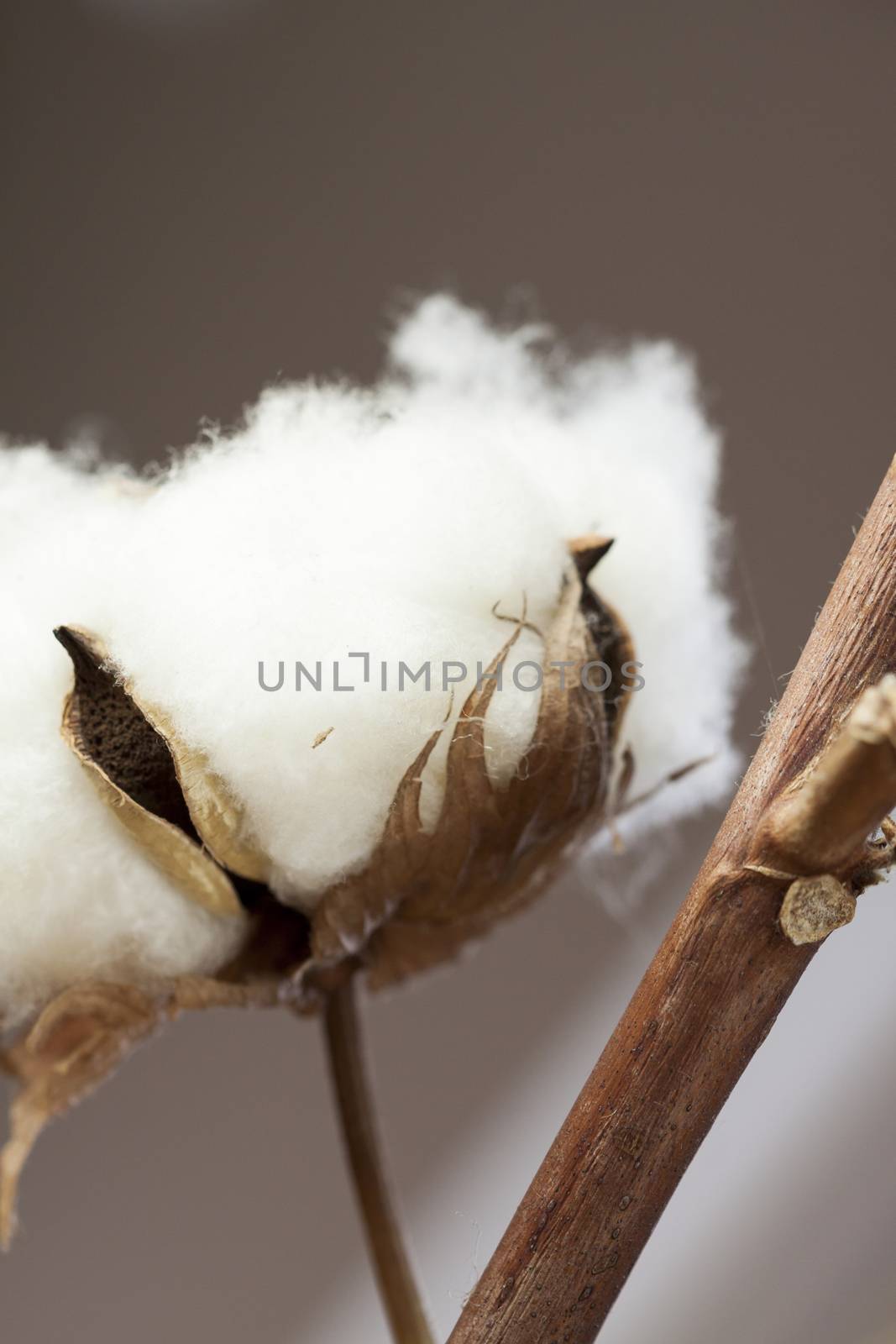 Fresh white cotton bolls ready for harvesting by juniart