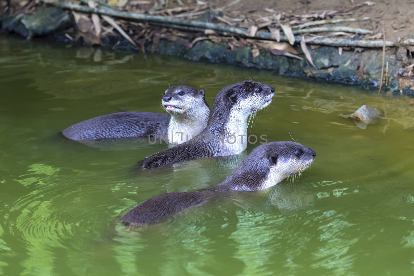 An oriental small-clawed otter / Aonyx cinerea / Asian small-clawed otter
