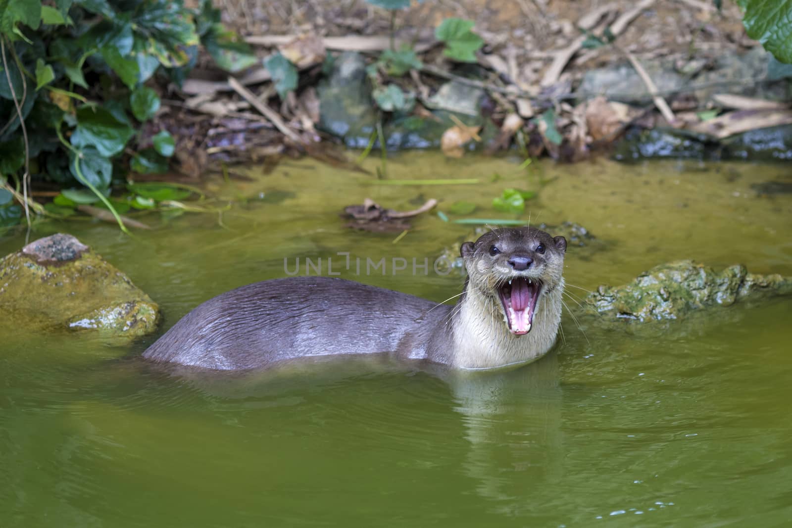 An oriental small-clawed otter / Aonyx cinerea / Asian small-clawed otter
