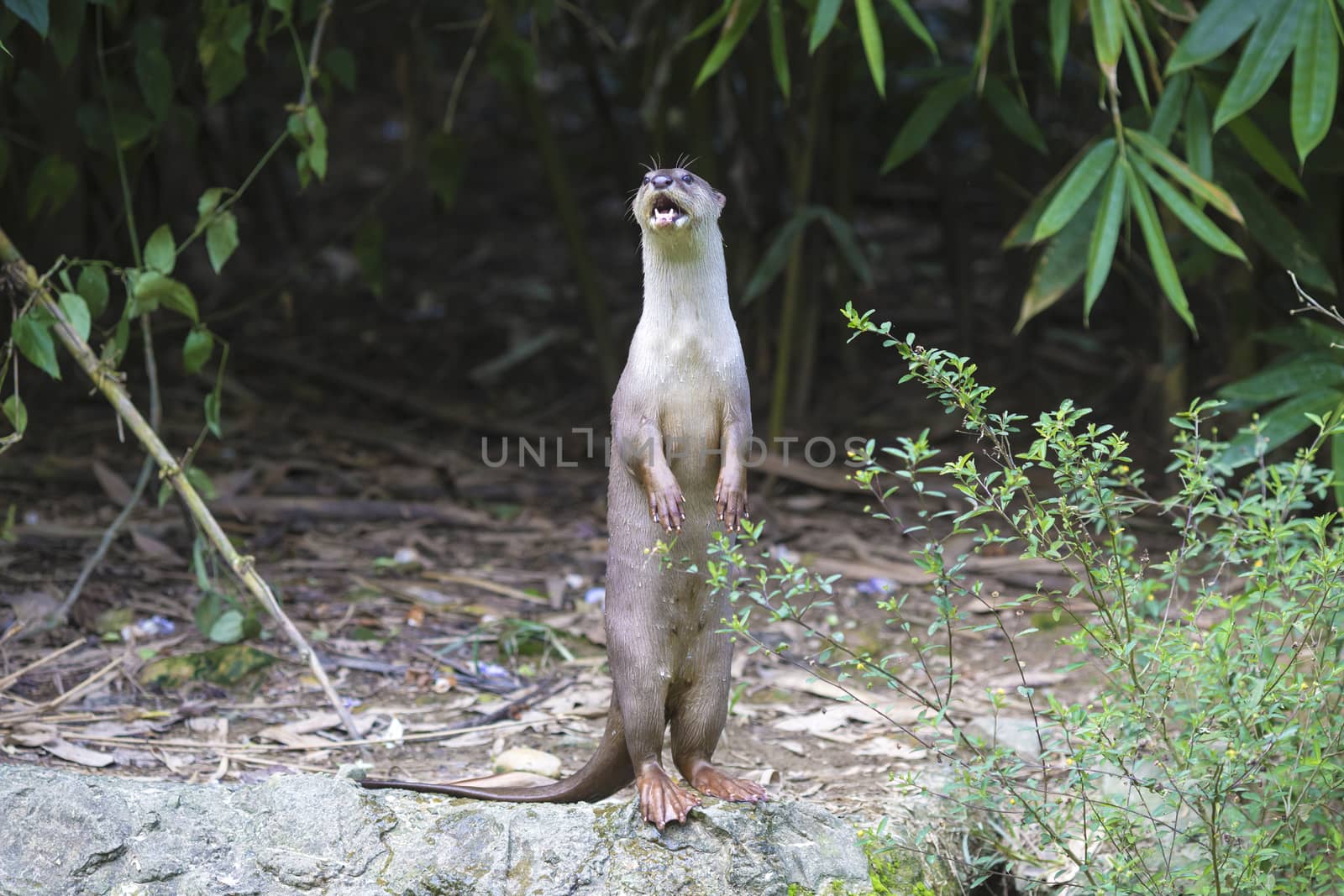 An oriental small-clawed otter / Aonyx cinerea / Asian small-clawed otter