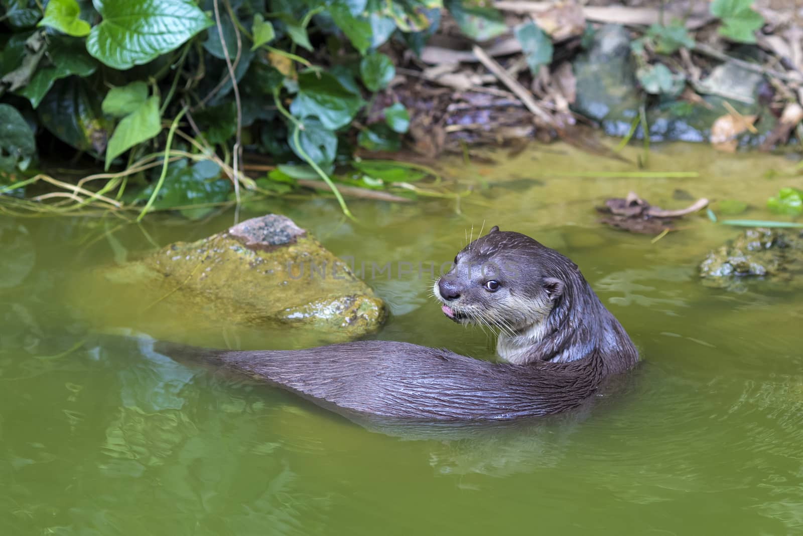 An oriental small-clawed otter / Aonyx cinerea / Asian small-clawed otter