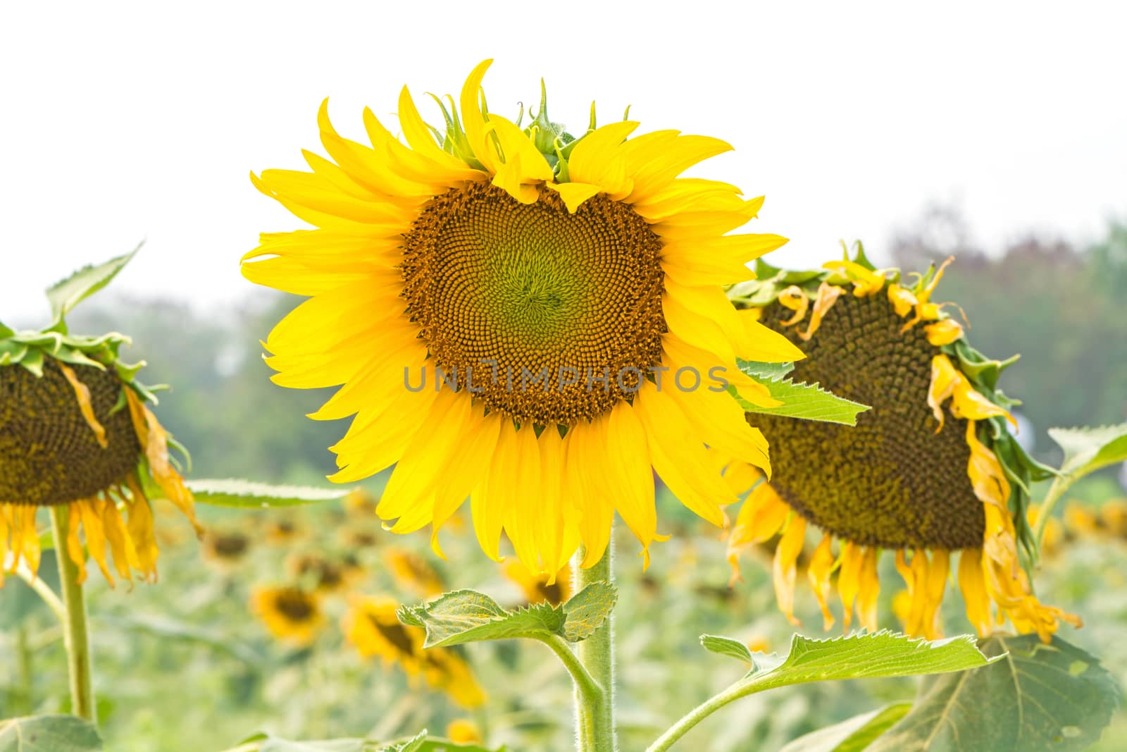 Beautiful yellow flower, sunflower in field plantation