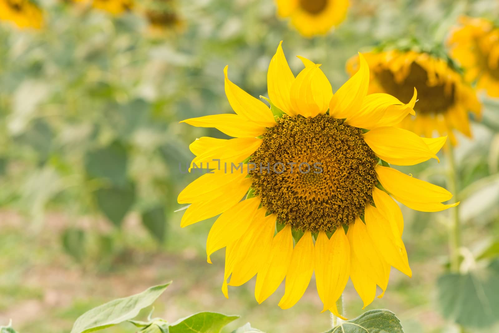 Beautiful yellow flower, sunflower in field plantation