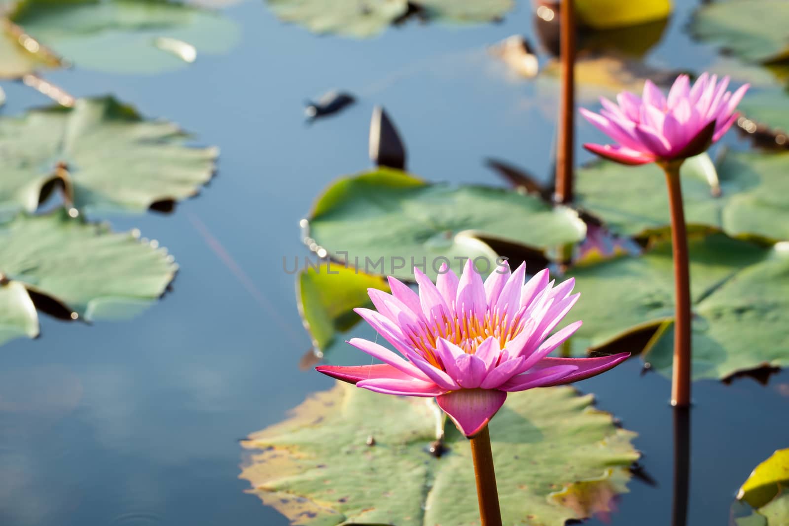 lotus flower background by FrameAngel