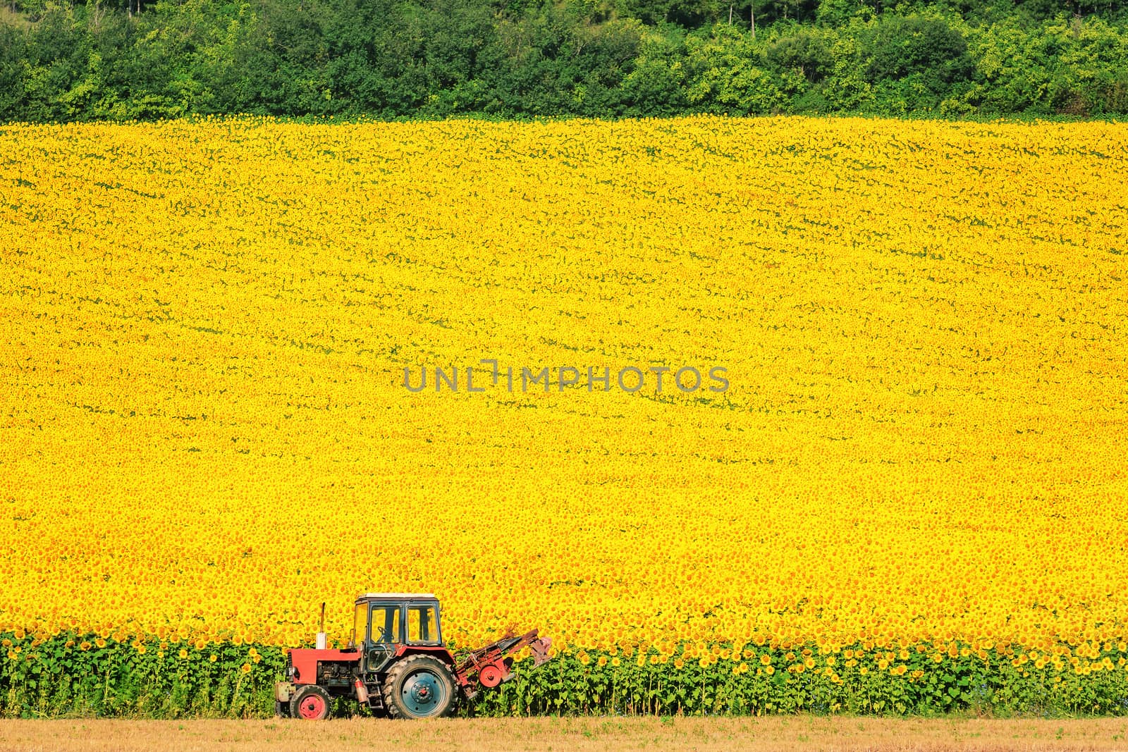 Field Of Sunflowers In Bulgaria