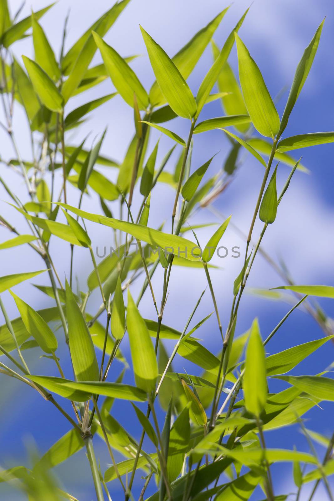 Close Up of Plant with Green Leaves Against Blue Sky with White Clouds