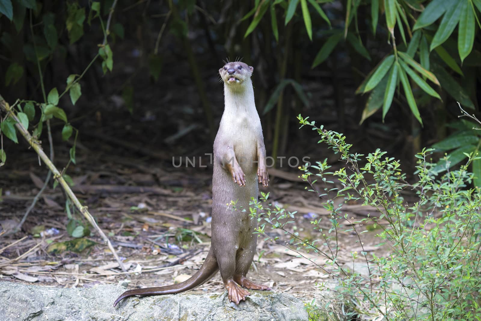 An oriental small-clawed otter / Aonyx cinerea / Asian small-clawed otter