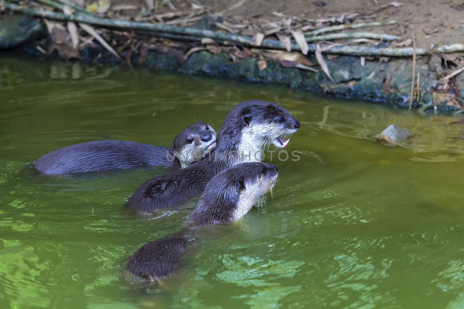 An oriental small-clawed otter / Aonyx cinerea / Asian small-clawed otter