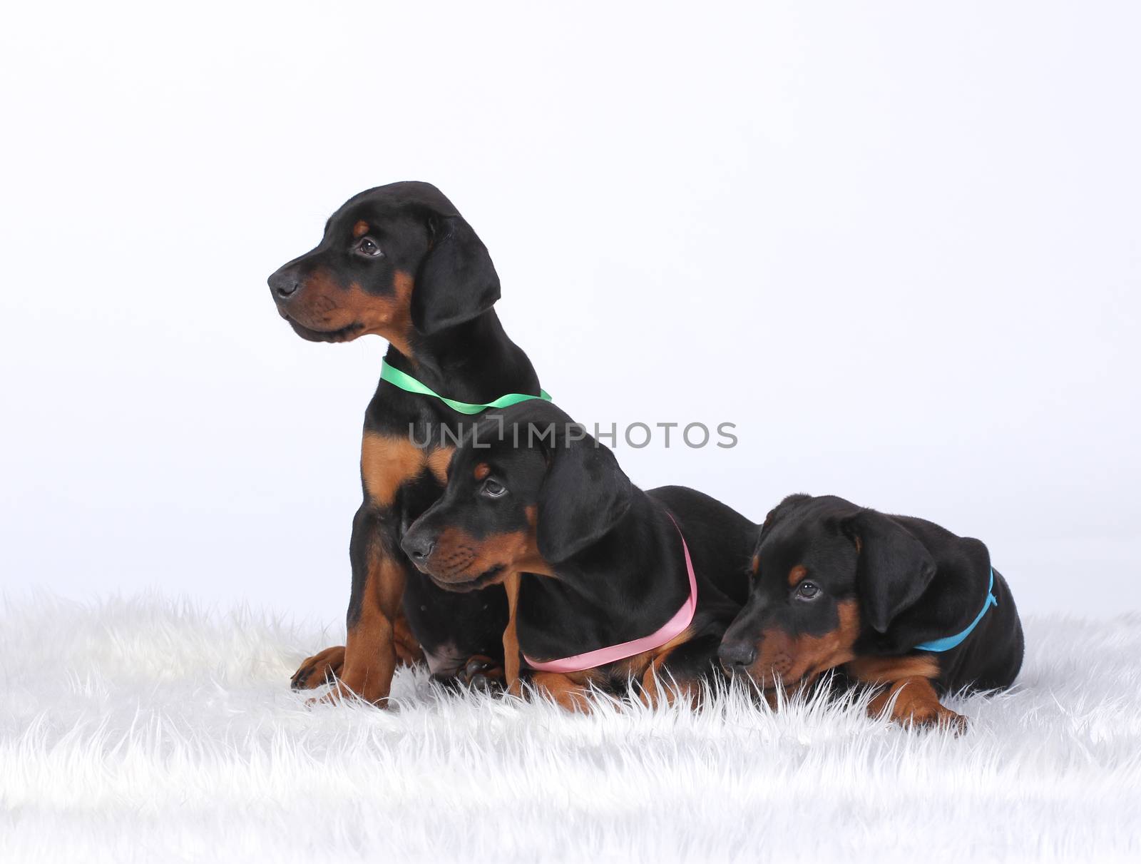 Group of dobermann puppies on white background