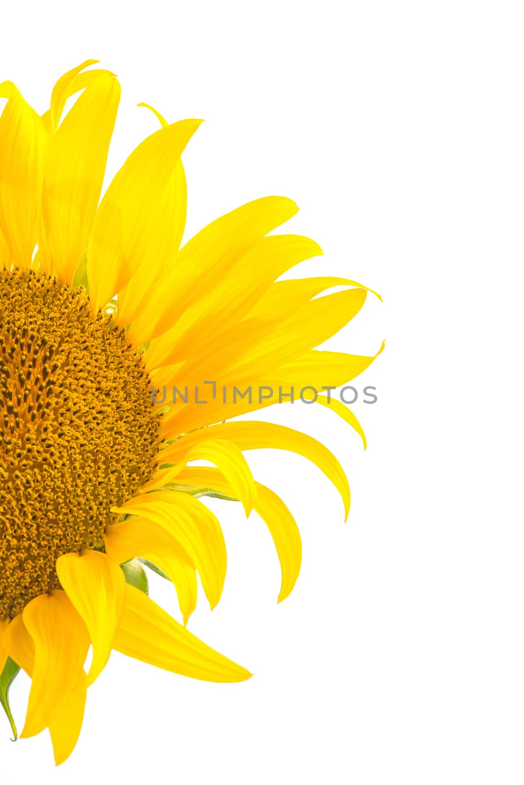 Beautiful yellow flower, sunflower, isolated on white background