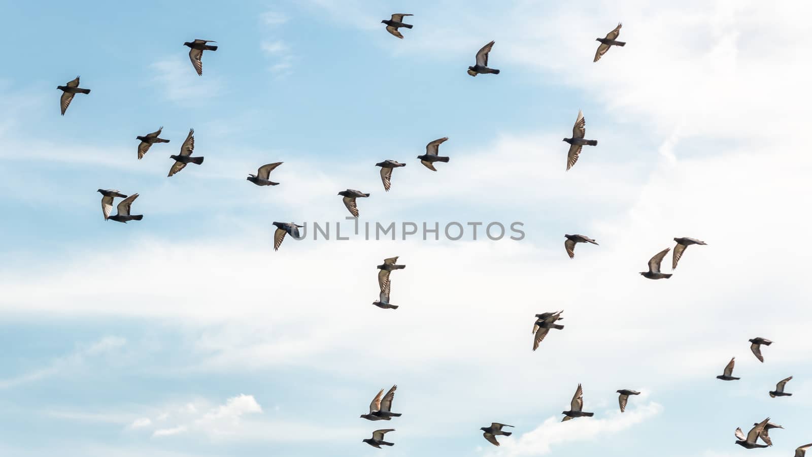 Many pigeons flying high up in the air with its wings spread