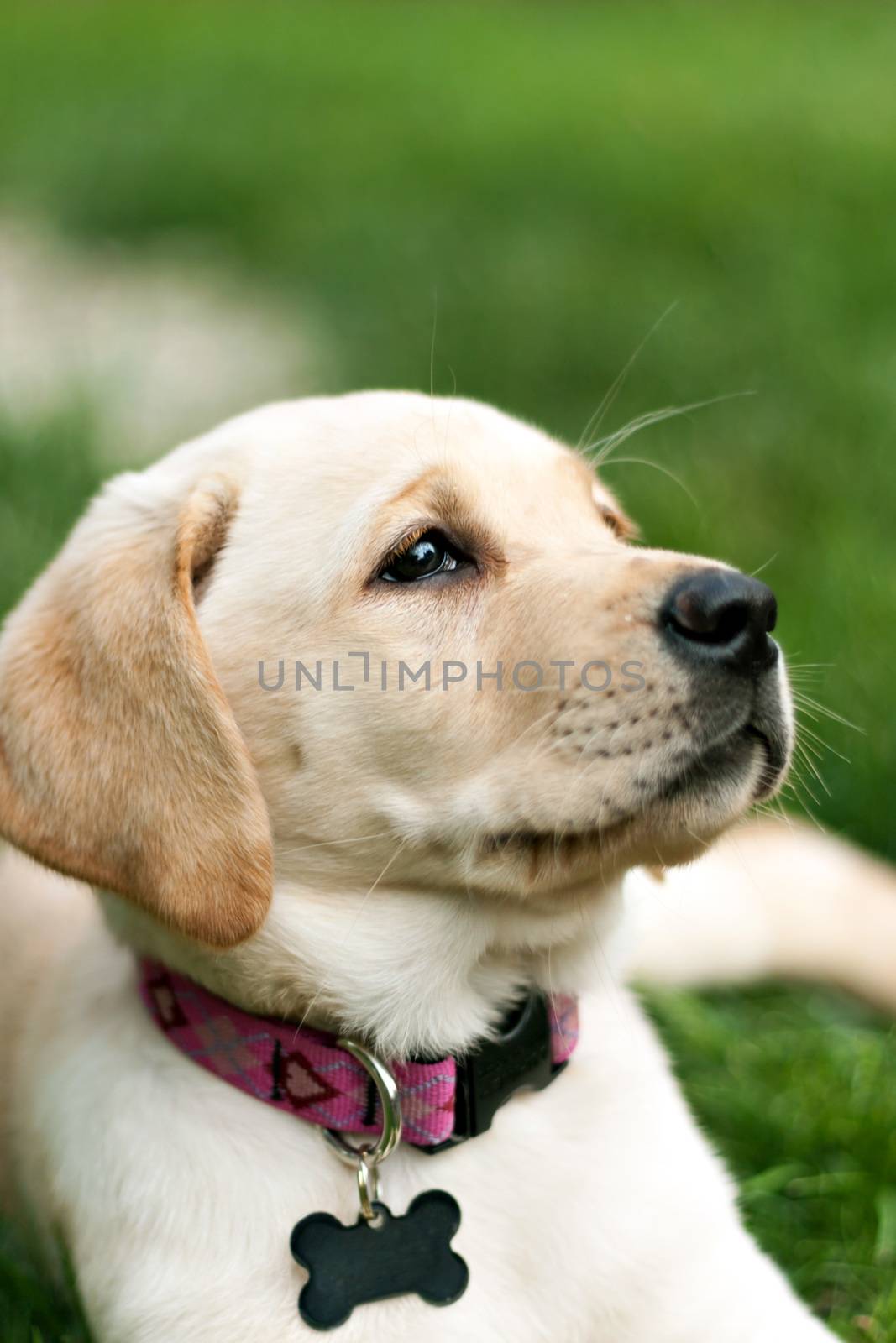 Close up of a cute yellow labrador puppy laying in the grass outdoors. Shallow depth of field.