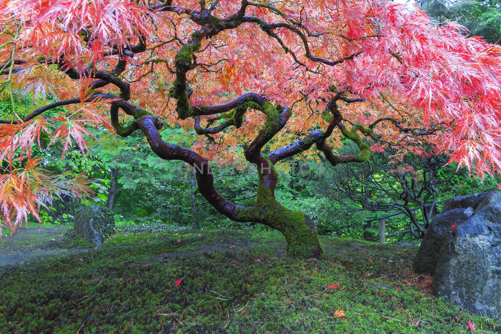 Old Red Lace Leaf Maple Tree at Japanese Garden in Portland Oregon during Autumn