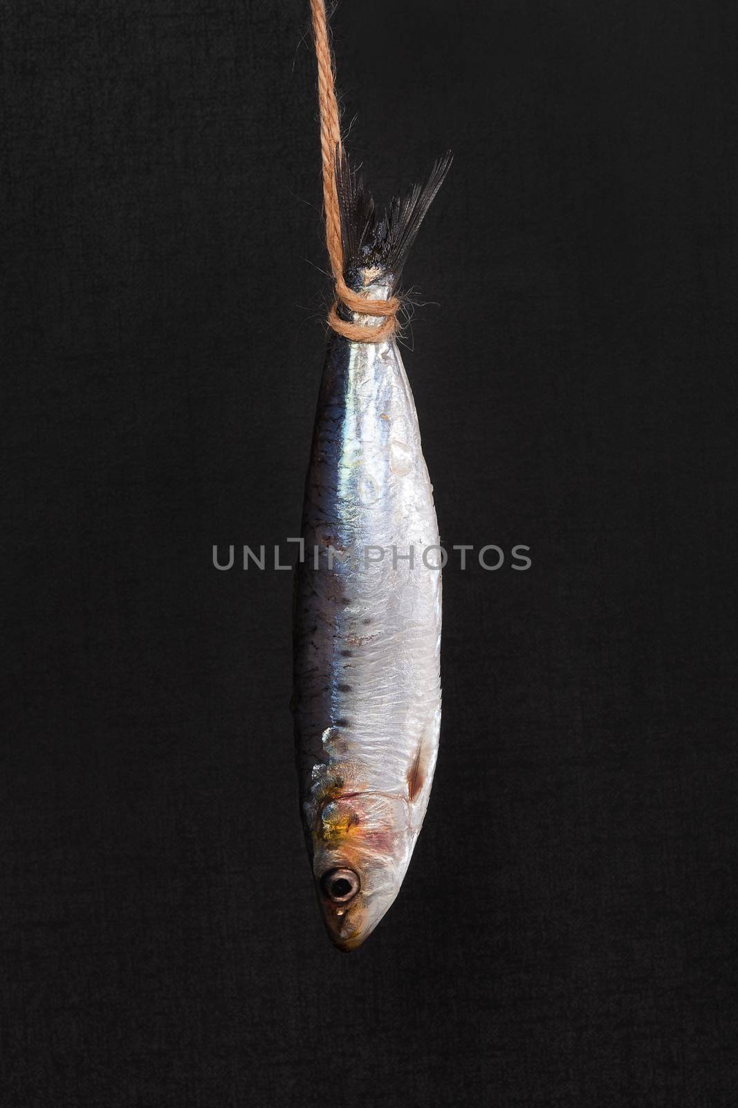 Fresh anchovy fish hanging on lace isolated on black background. Culinary seafood eating. 
