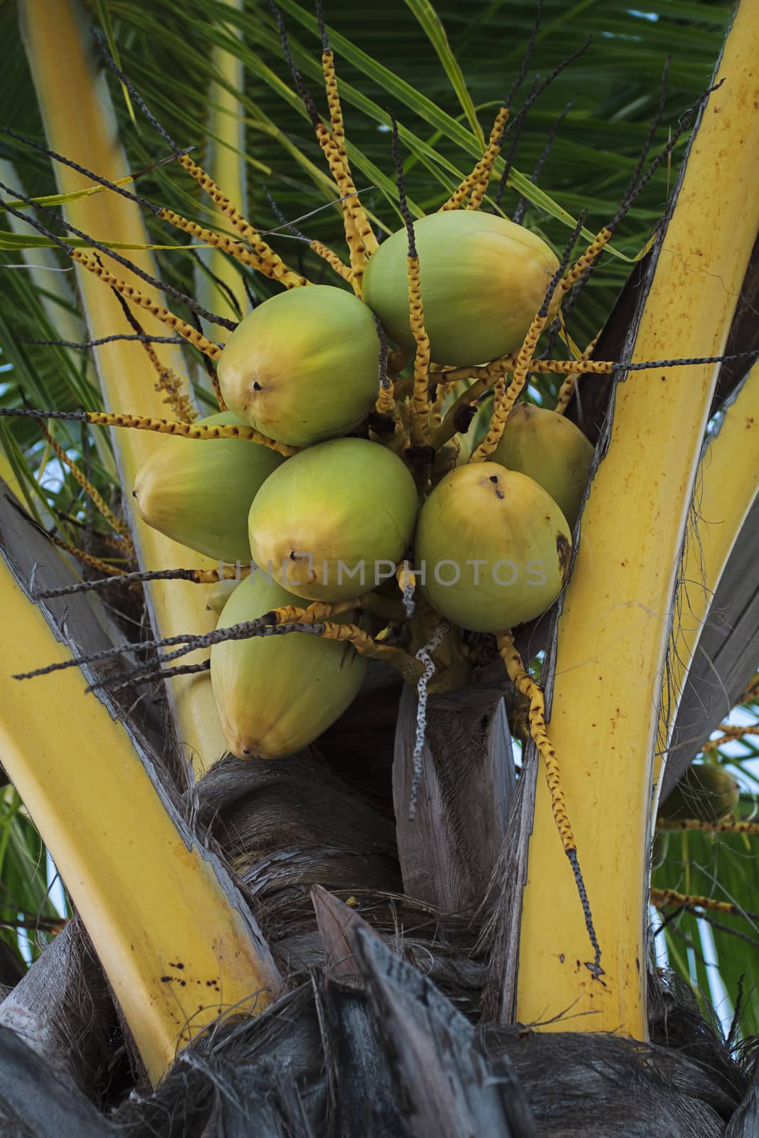 Coconut in a tree by mypstudio